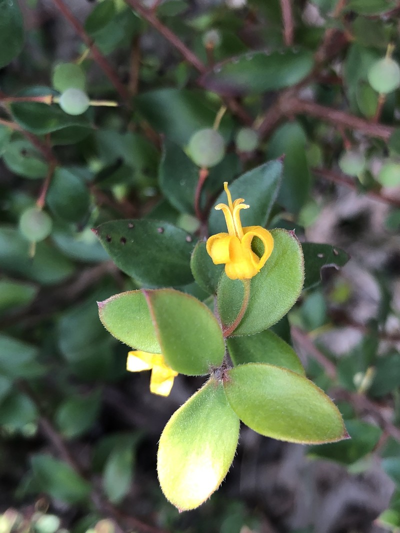 Persoonia myrtilloides subsp. myrtilloides photo 2