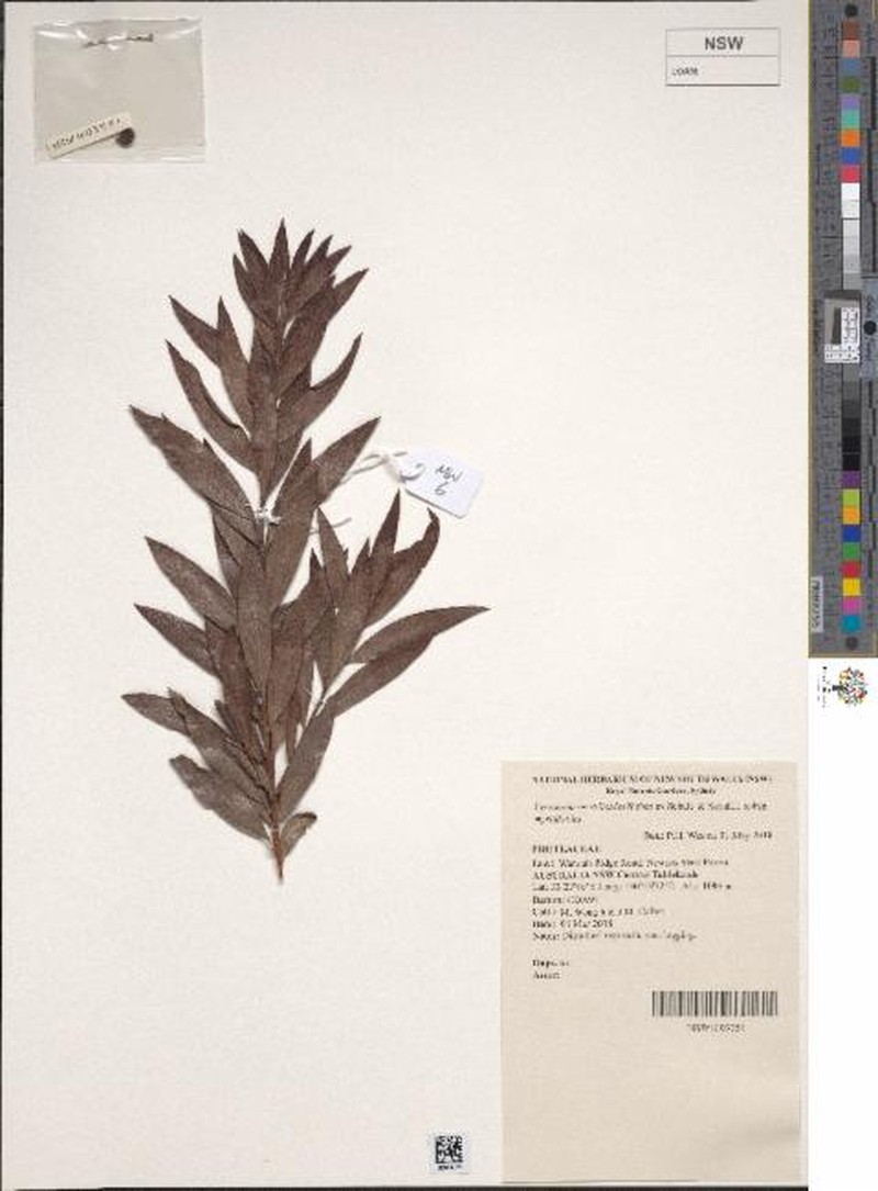 Persoonia myrtilloides subsp. myrtilloides photo 3