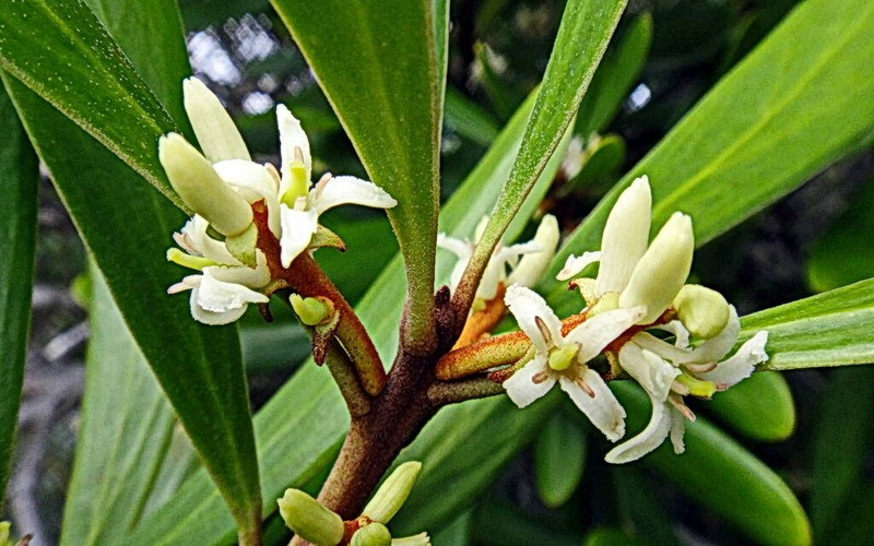 Persoonia spathulifolia