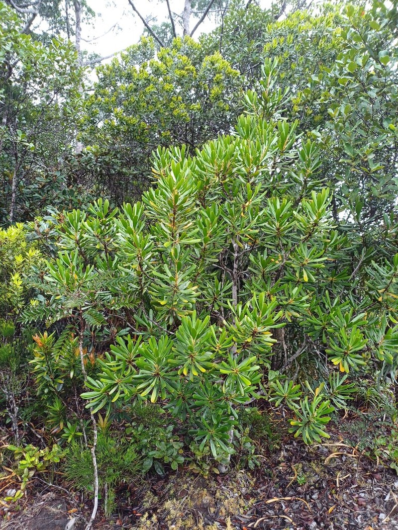 Persoonia spathulifolia photo 2
