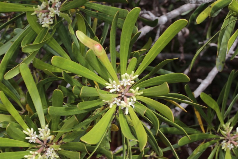 Persoonia spathulifolia photo 3