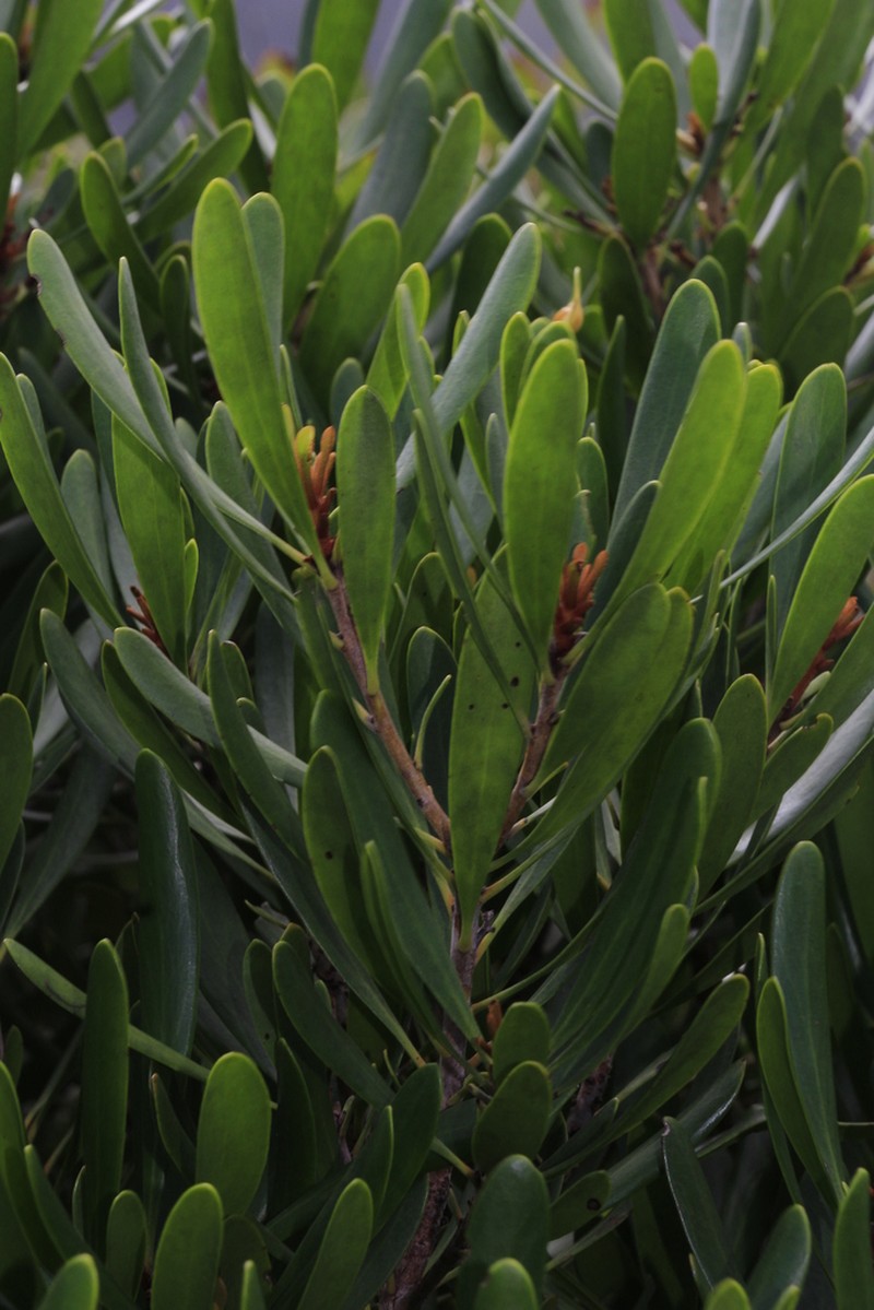 Persoonia spathulifolia photo 4