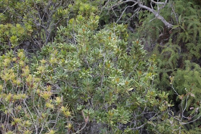 Persoonia spathulifolia photo 5