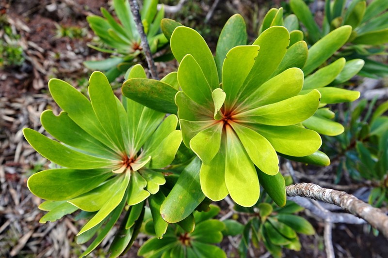 Persoonia spathulifolia photo 6