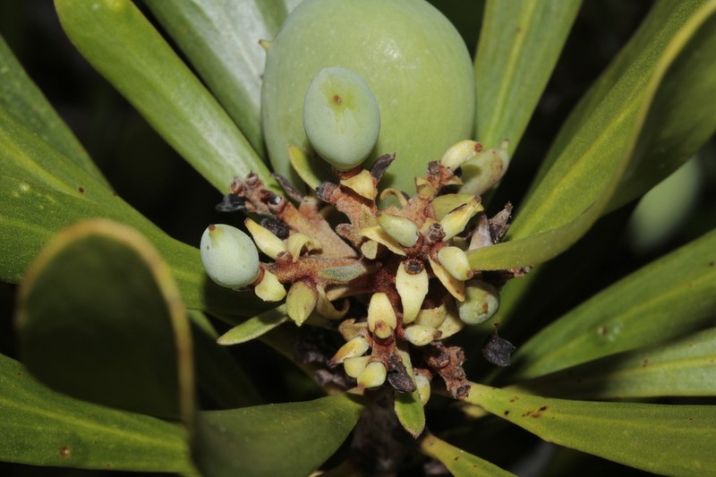 Persoonia spathulifolia photo 7