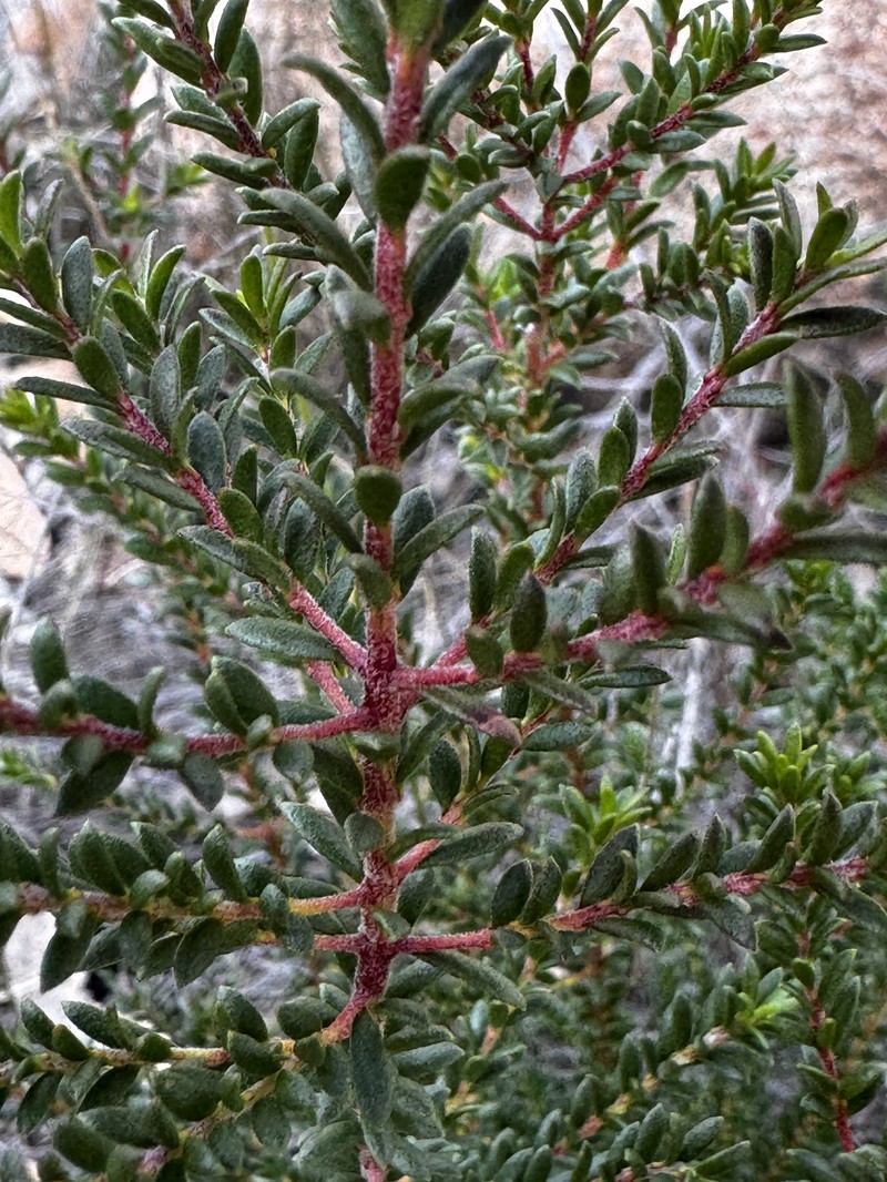 Persoonia terminalis subsp. terminalis