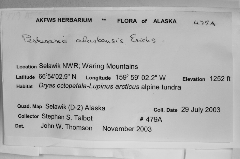 Alaskan Pore Lichen