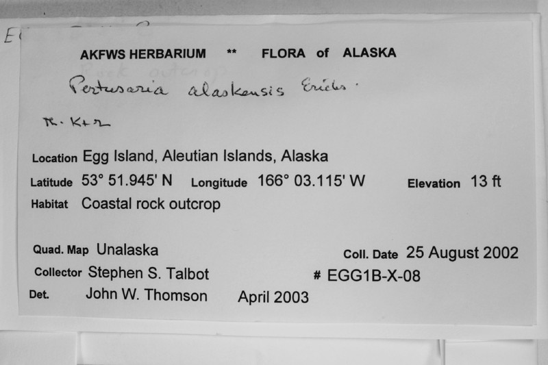 Alaskan Pore Lichen photo 3