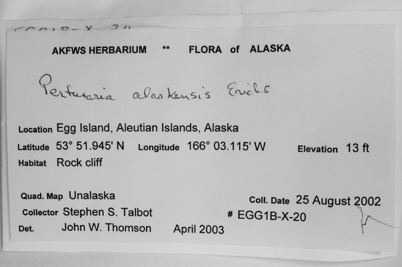 Alaskan Pore Lichen photo 4
