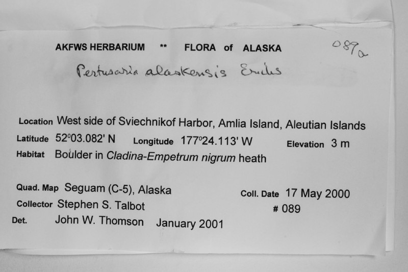Alaskan Pore Lichen photo 5