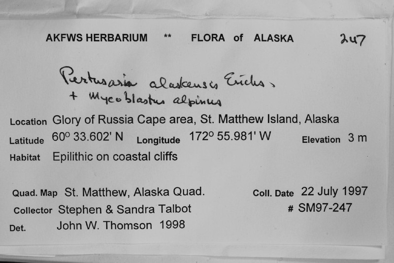 Alaskan Pore Lichen photo 6