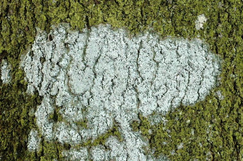Pore Lichen