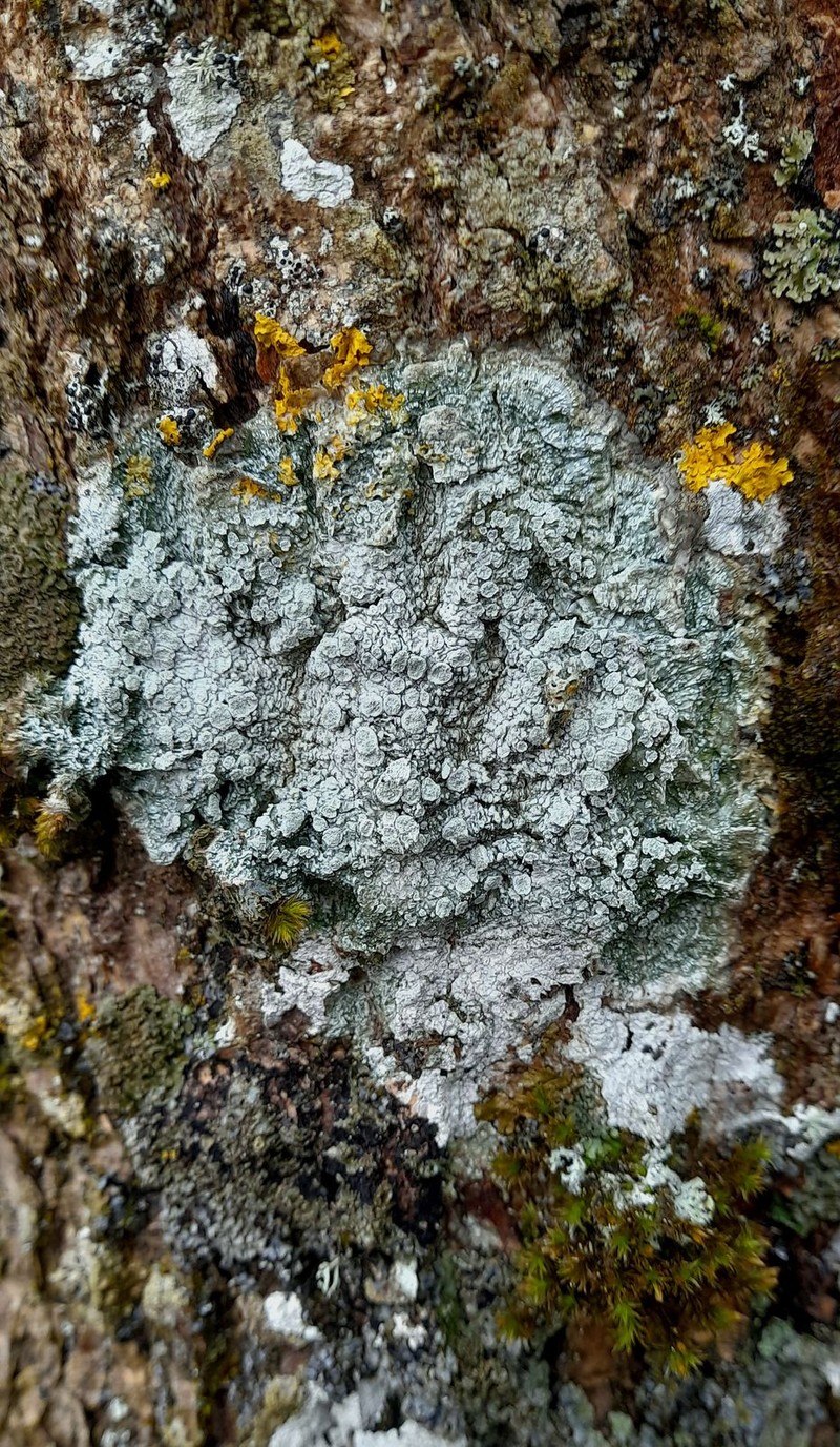 Pore Lichen