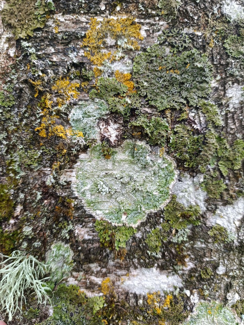 Pore Lichen photo 2