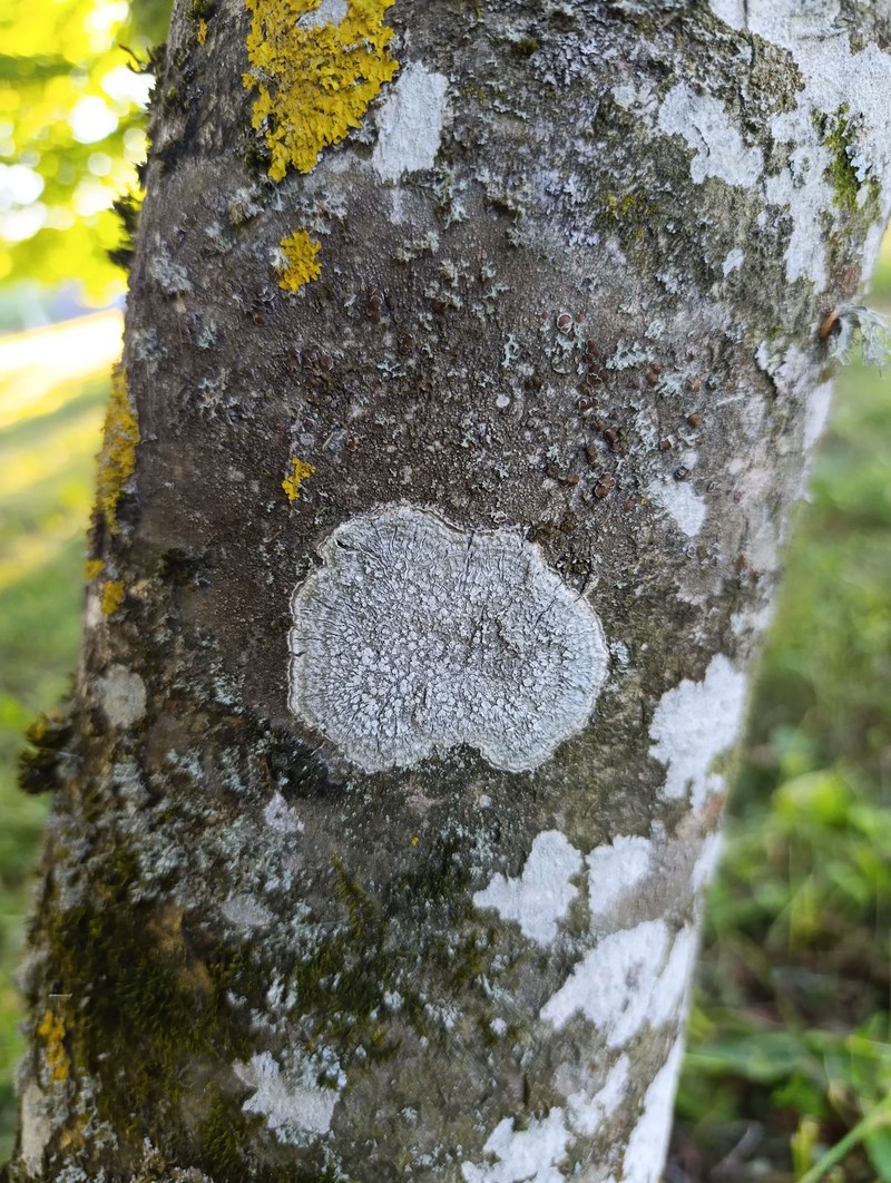 Pore Lichen photo 3