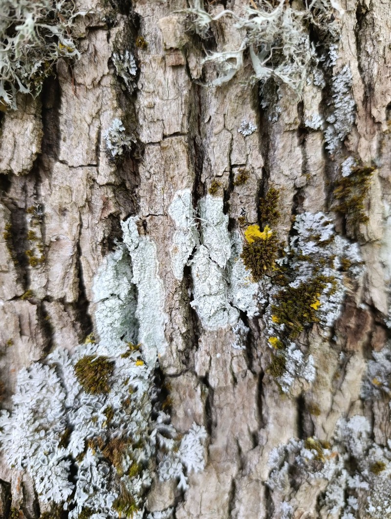 Pore Lichen photo 4