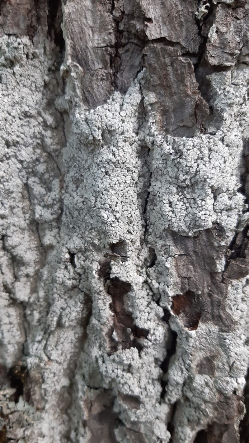 Pore Lichen photo 5