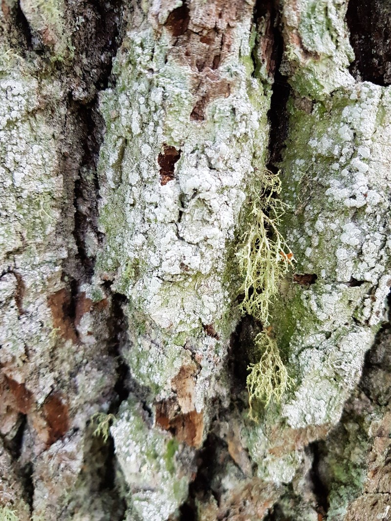 Pore Lichen photo 6