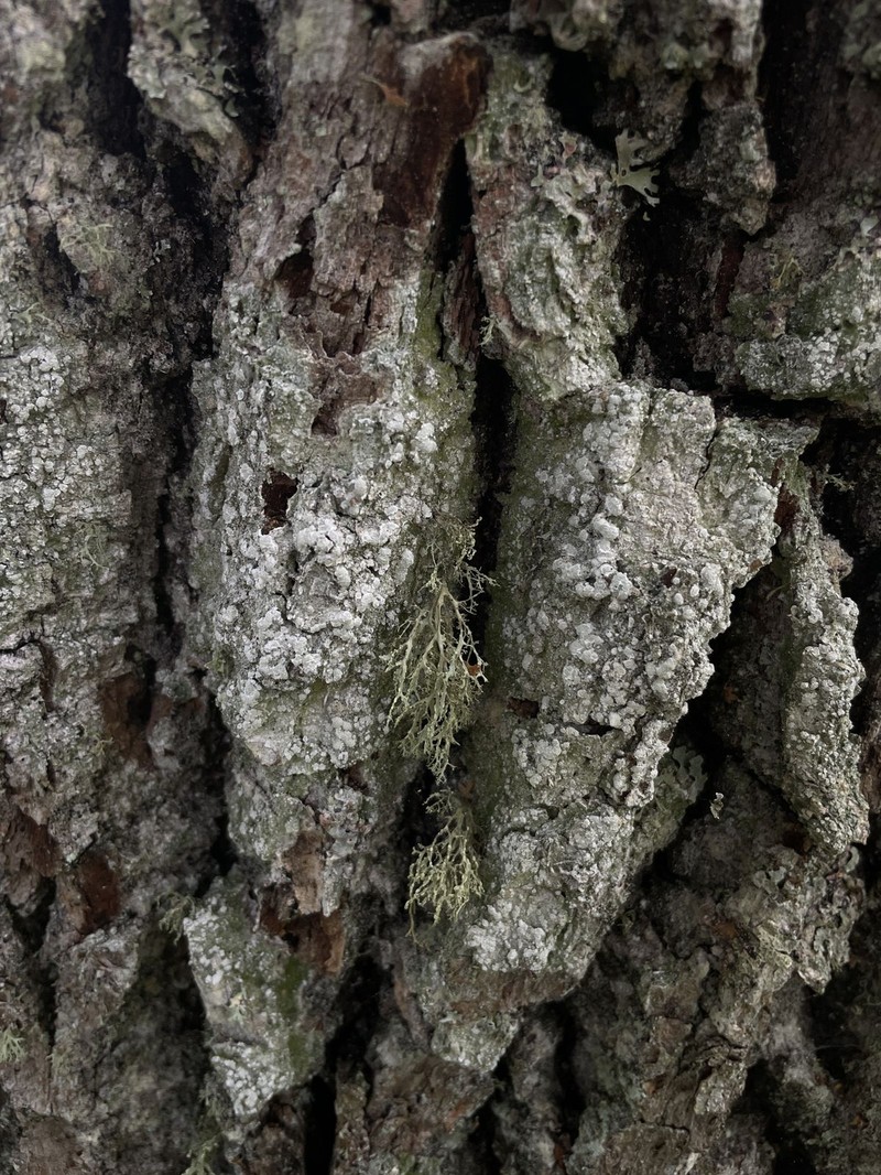 Pore Lichen photo 7