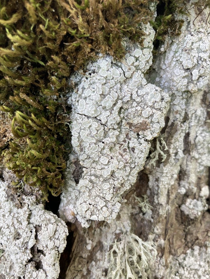 Pore Lichen photo 8