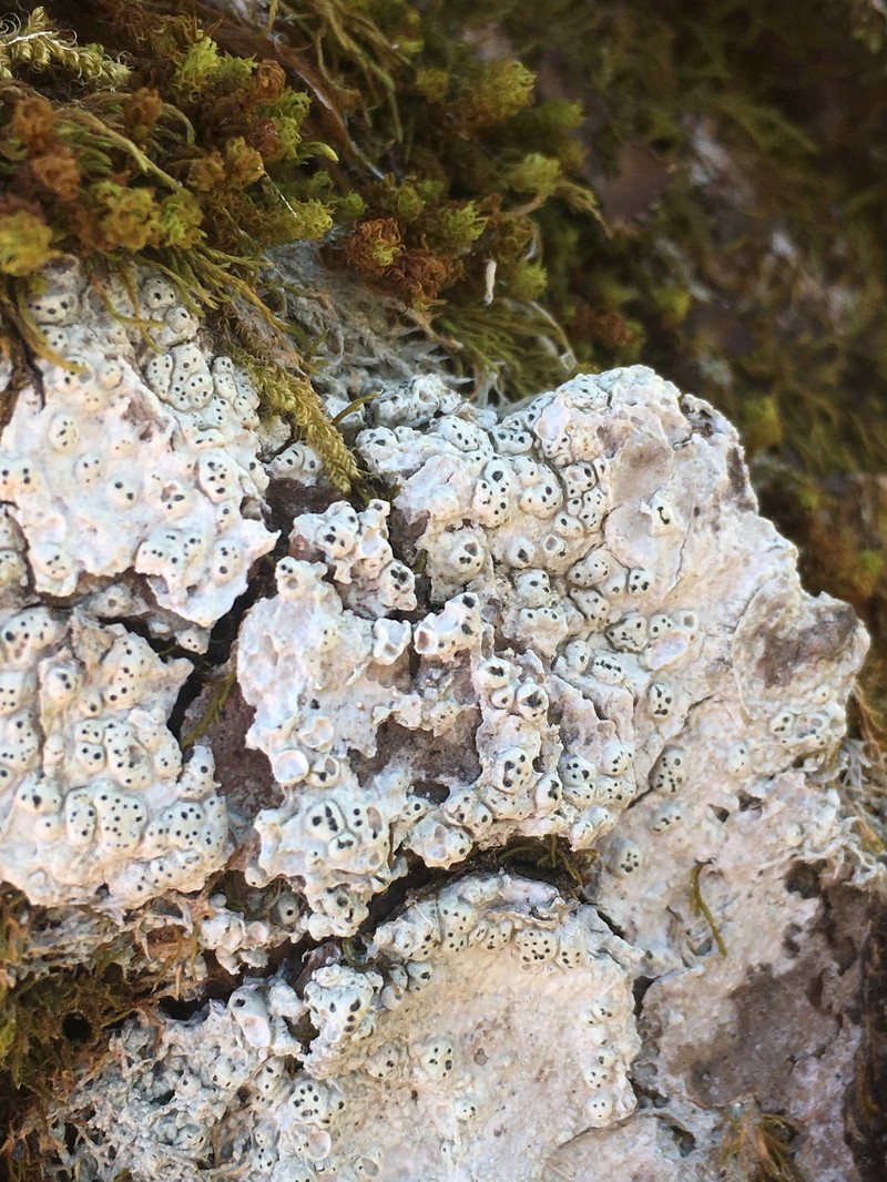 Alpine Pore Lichen photo 3