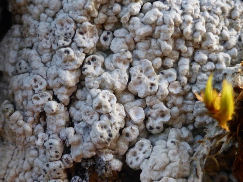 Alpine Pore Lichen photo 4