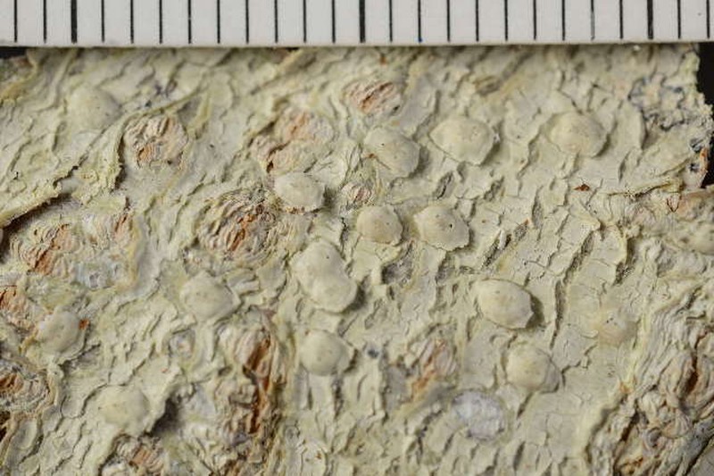 Alpine Pore Lichen photo 6