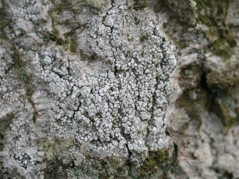 Pore Lichen