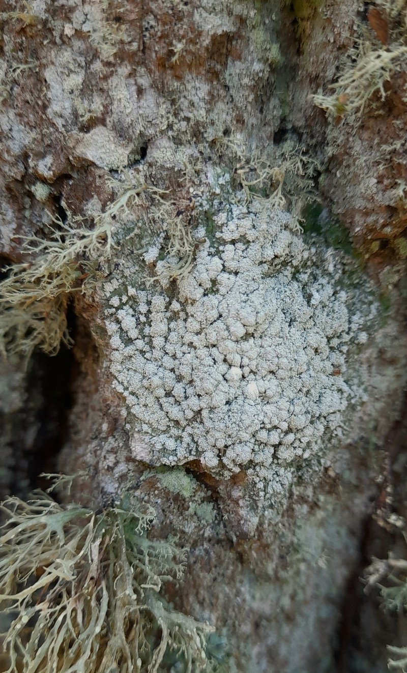 Pore Lichen