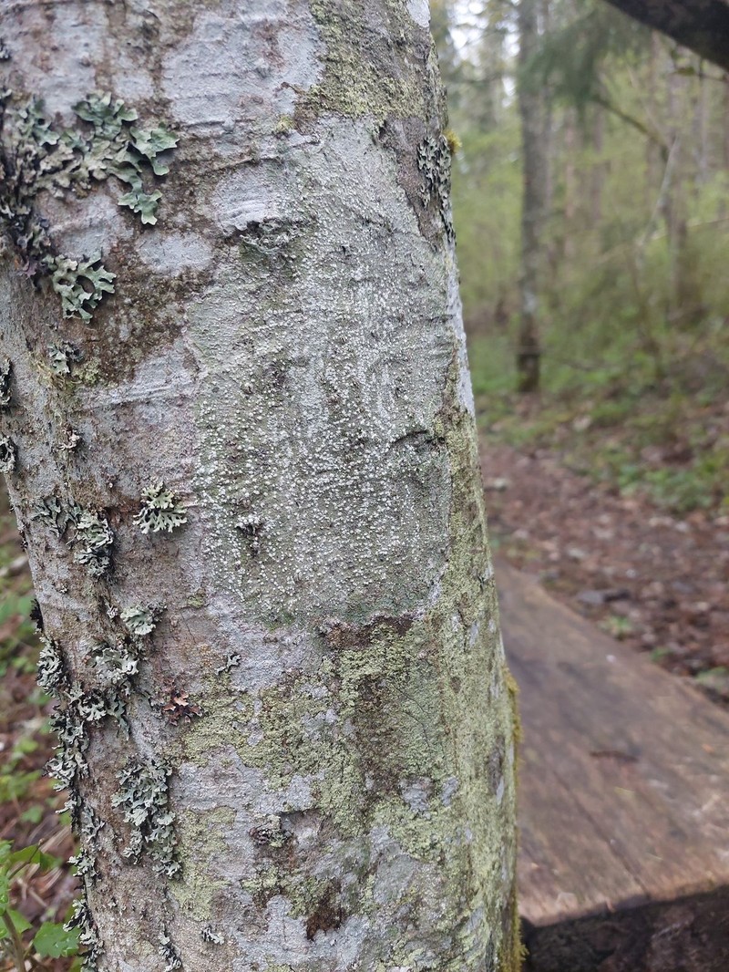 Pore Lichen photo 2