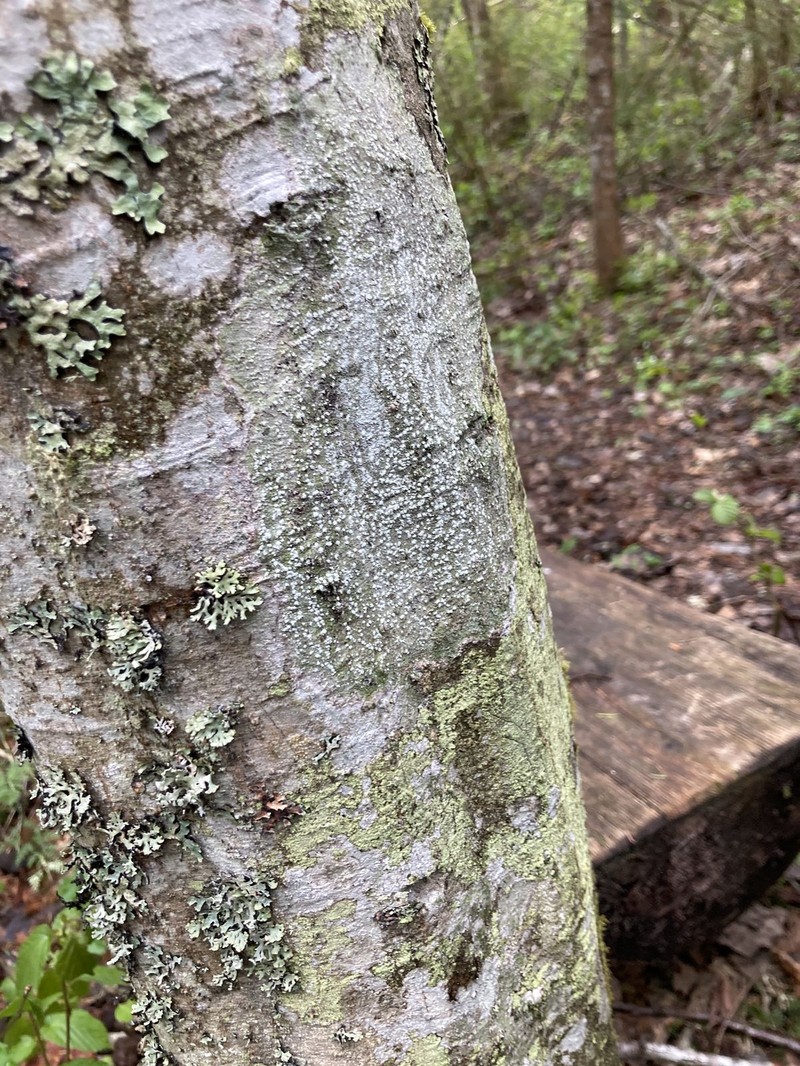 Pore Lichen photo 3