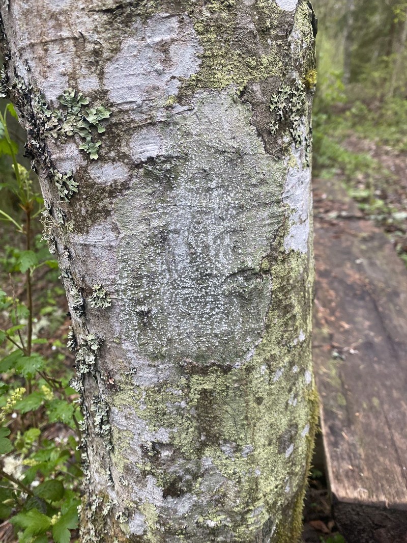 Pore Lichen photo 4