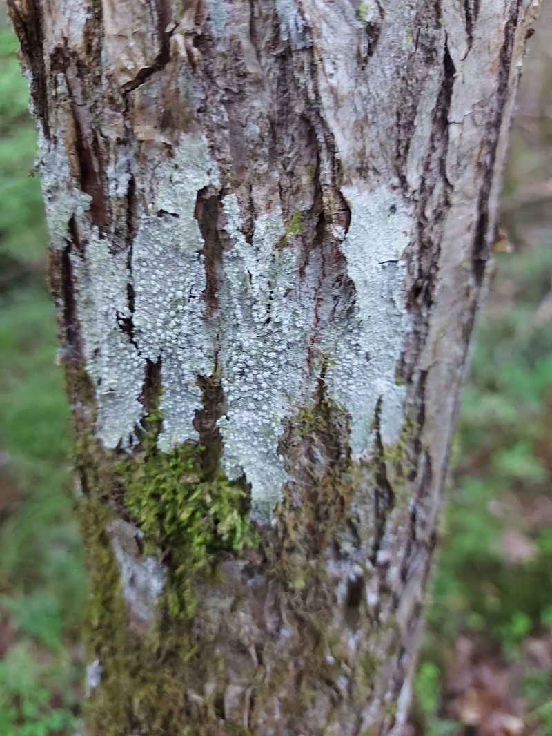 Pore Lichen photo 5