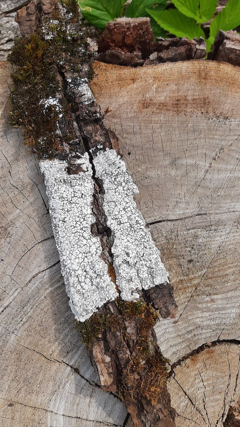 Pore Lichen photo 6