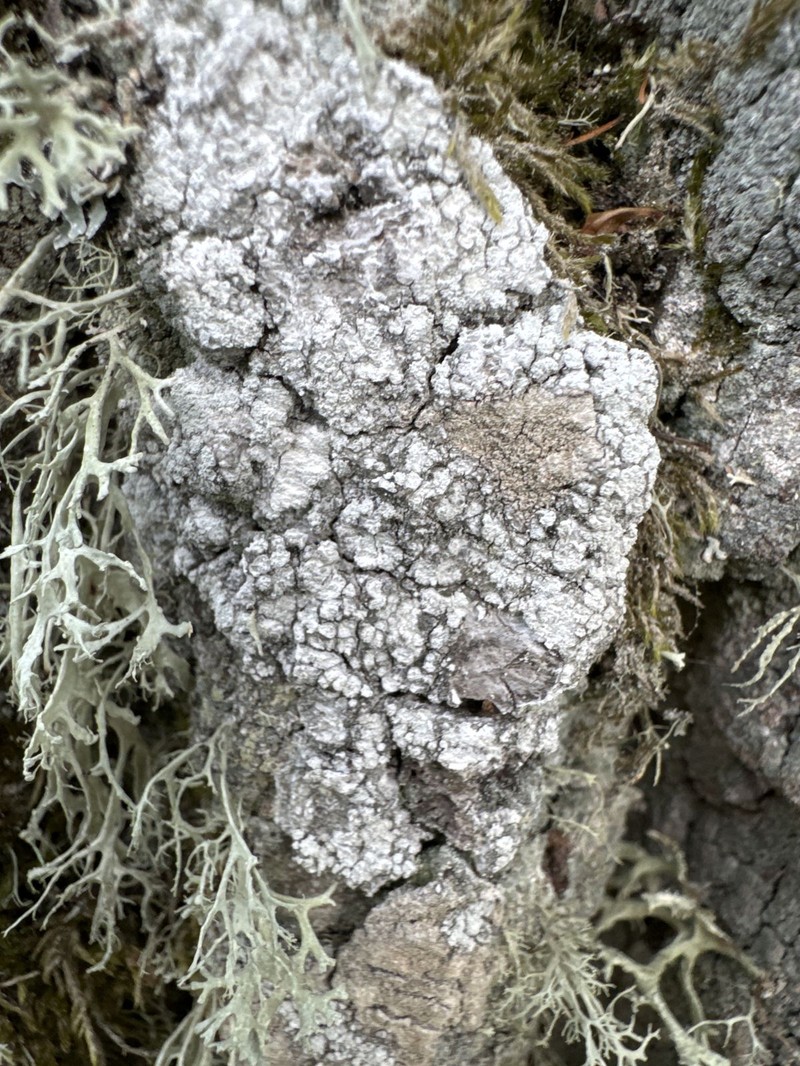 Pore Lichen photo 7