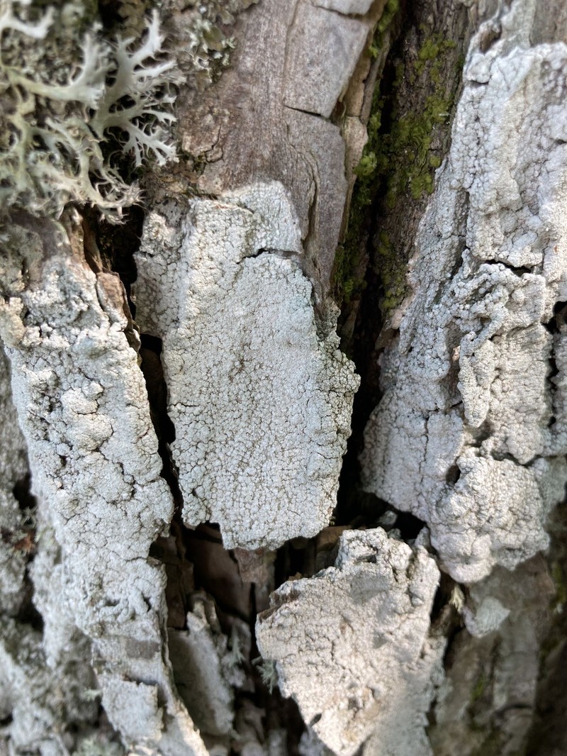 Pore Lichen photo 8