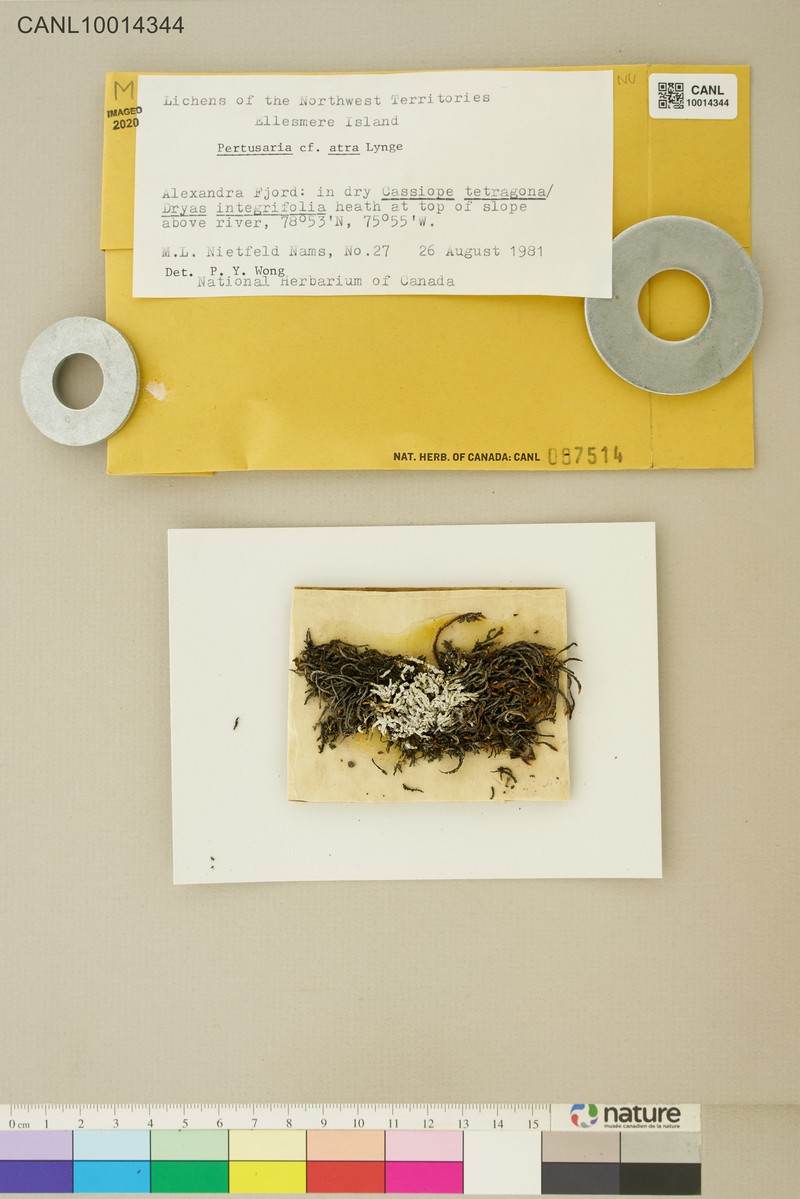 Pore Lichen