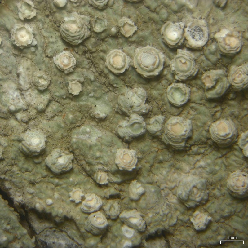 Northern Pore Lichen