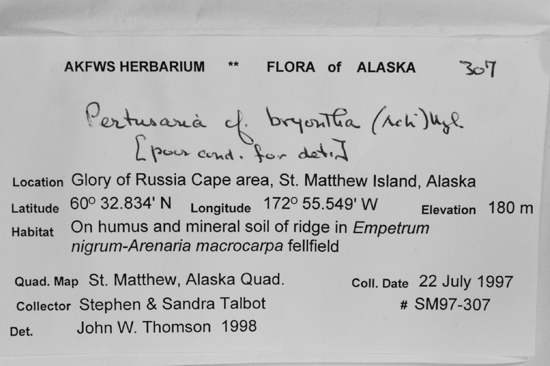 Pore Lichen photo 7