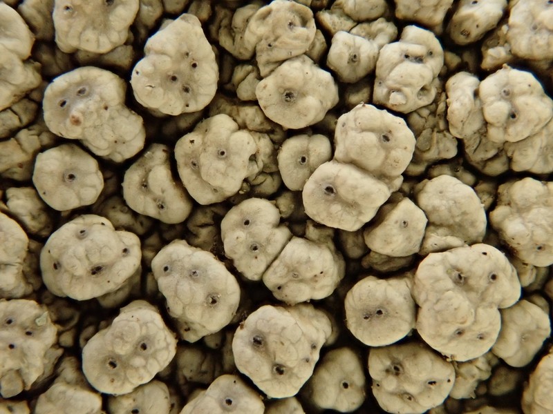 California Pore Lichen