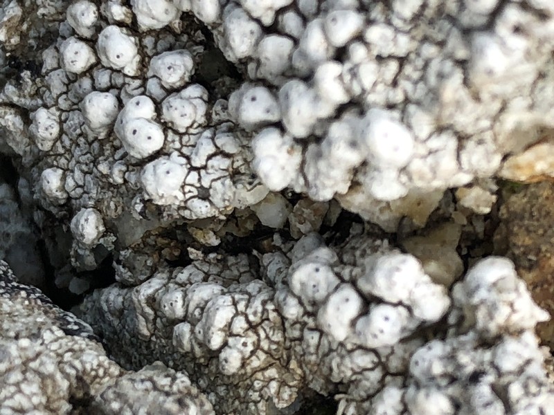 California Pore Lichen photo 2