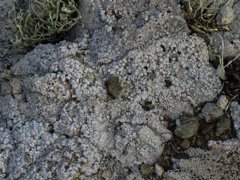 California Pore Lichen photo 3
