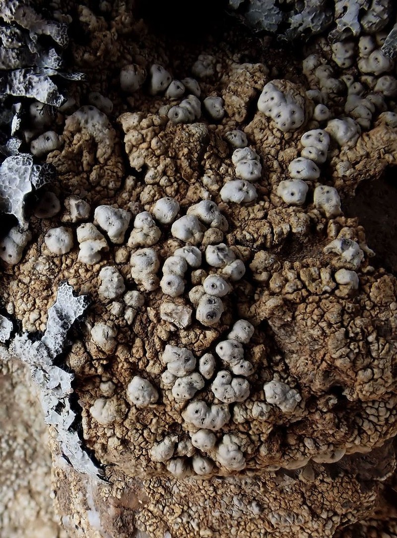 California Pore Lichen photo 4