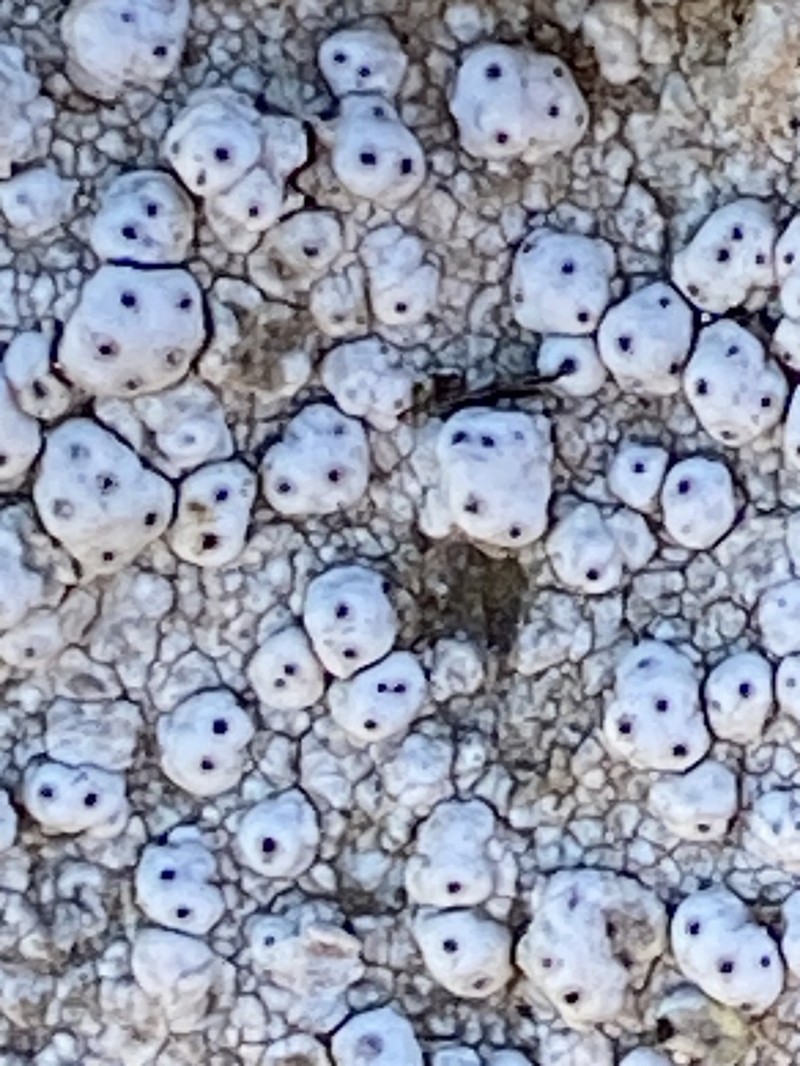 California Pore Lichen photo 5