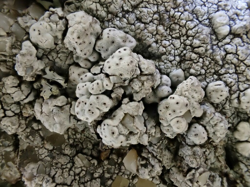 California Pore Lichen photo 6