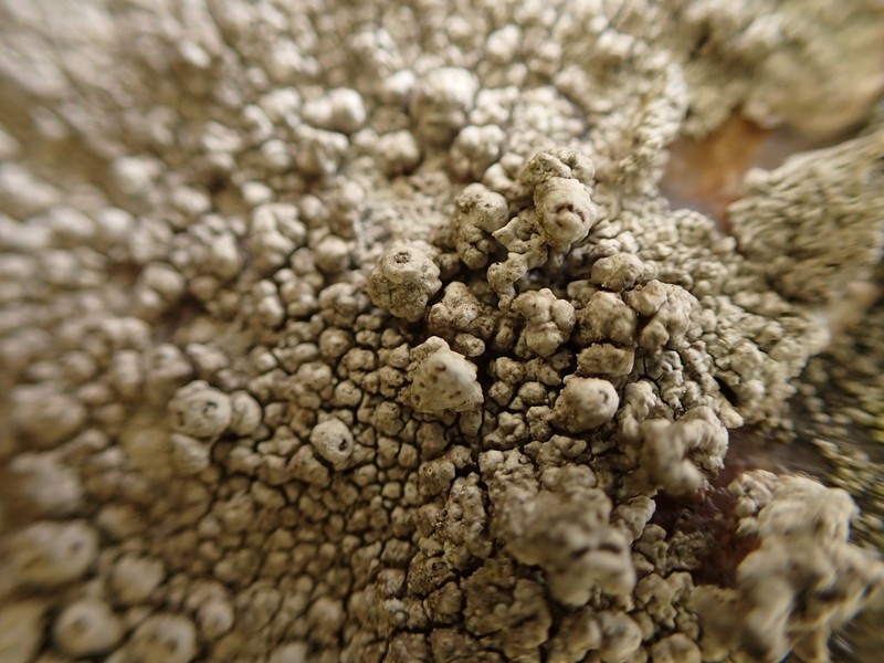 California Pore Lichen photo 7