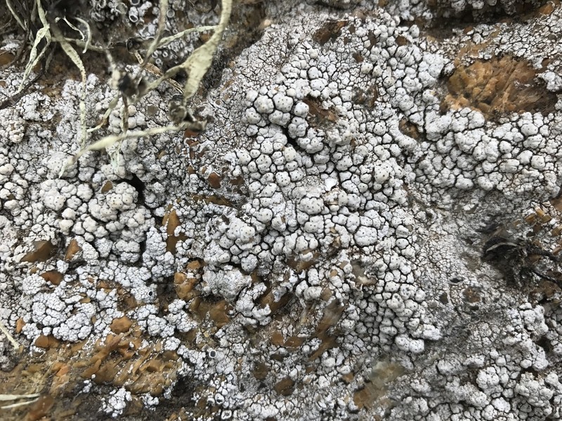 California Pore Lichen photo 8