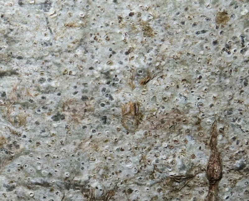 Pore Lichen