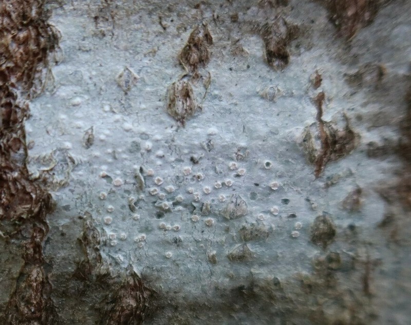 Pore Lichen photo 3