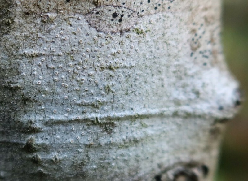 Pore Lichen photo 4